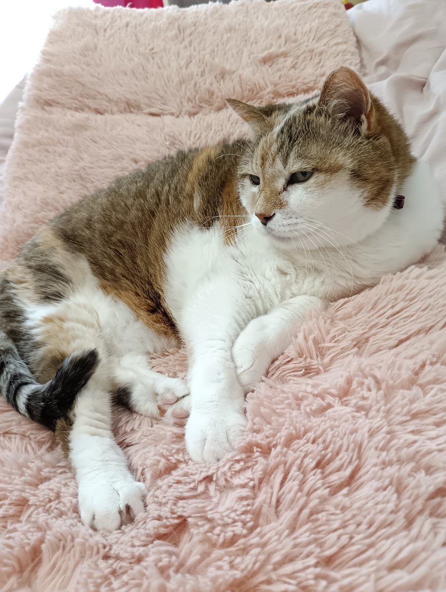 ui_meri's tweet photo. 愛猫ちゃんが通っていた病院から手紙が届いた

なんだろう請求書かな？

開封した 

手書きの手紙

「診察室であっちゃんとおしゃべりしていた愛猫ちゃん

会えなくなって私たちも寂しいです

あっちゃんが元気になること
それが一番の供養ですよ」

ありがとう
涙が止まらなかった

 #美魔女猫 https://t.co/ryhPpG6MI0