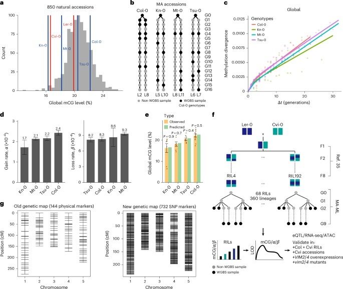 sci_plant's tweet photo. Mapping genetic modifiers of epimutation rates identifies VIM2/4 as dosage-sensitive negative regulators of CG methylation maintenance 

https://t.co/W5POK26ccC 
♻️ https://t.co/NEzGRWhfKQ