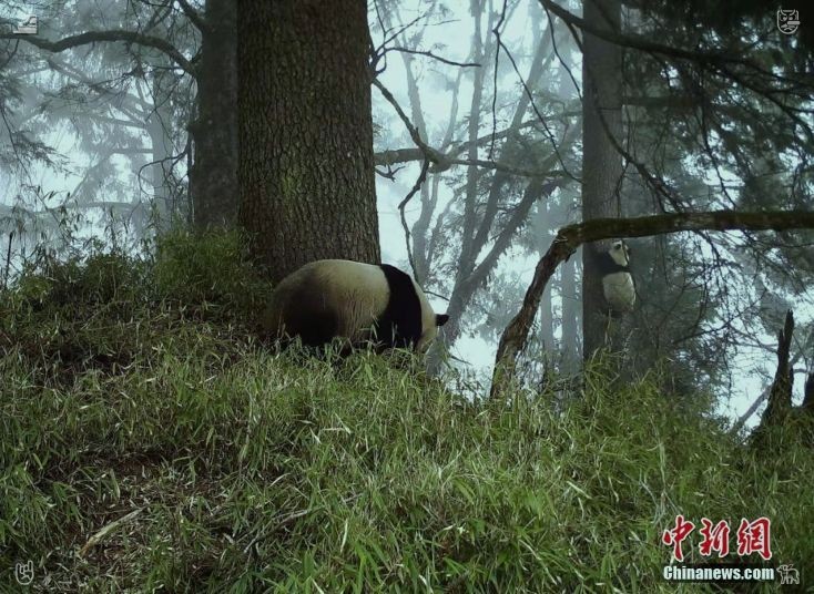 ahead10378000's tweet photo. "My name's Clara," she introduces herself. "When I was little, I'd visit this spot constantly with my mother. She adored it here." Mint Tea The mint is fresh🐶 https://t.co/fr540BoRcD
