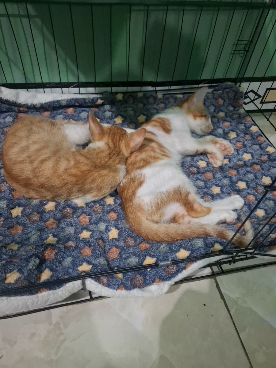 eggntan's tweet photo. Ges terpaksa urgent commission chibi, dua kucing orenku sakit, dan baru satu yg mampu ku bawa ke vet (gajian tgl 30 😔) 😔 slotnya 5 kukerjain ngebut semampuku, pls rt, share and help us

Bantu oyen dan kumi 😭 https://t.co/CCifSTcFdH