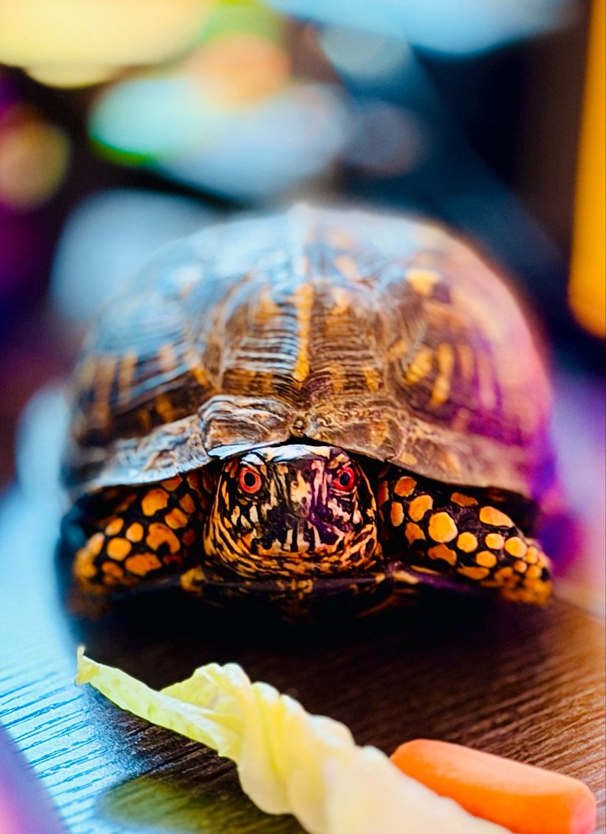 HudsonCandle's tweet photo. This is Cyrus aka Cyrus the Virus.
Everyone say hello please, he is new here 😄😄😄
#boxturtle #MyPet https://t.co/ywKGxReSX7