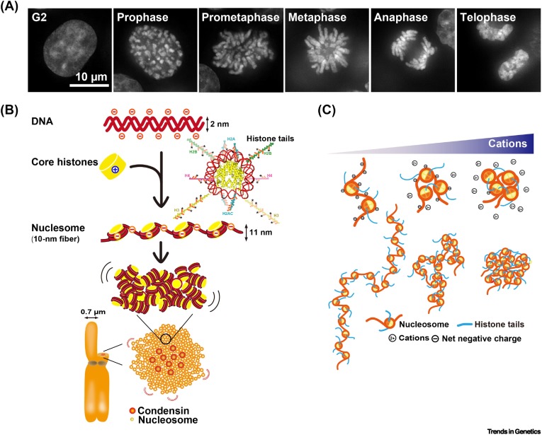 TrendsGenetics's tweet photo. Mitotic chromosomes: from the chromosome scaffold model to condensins and physical forces https://t.co/sZsTWnk5KJ https://t.co/YEok0sPG8r