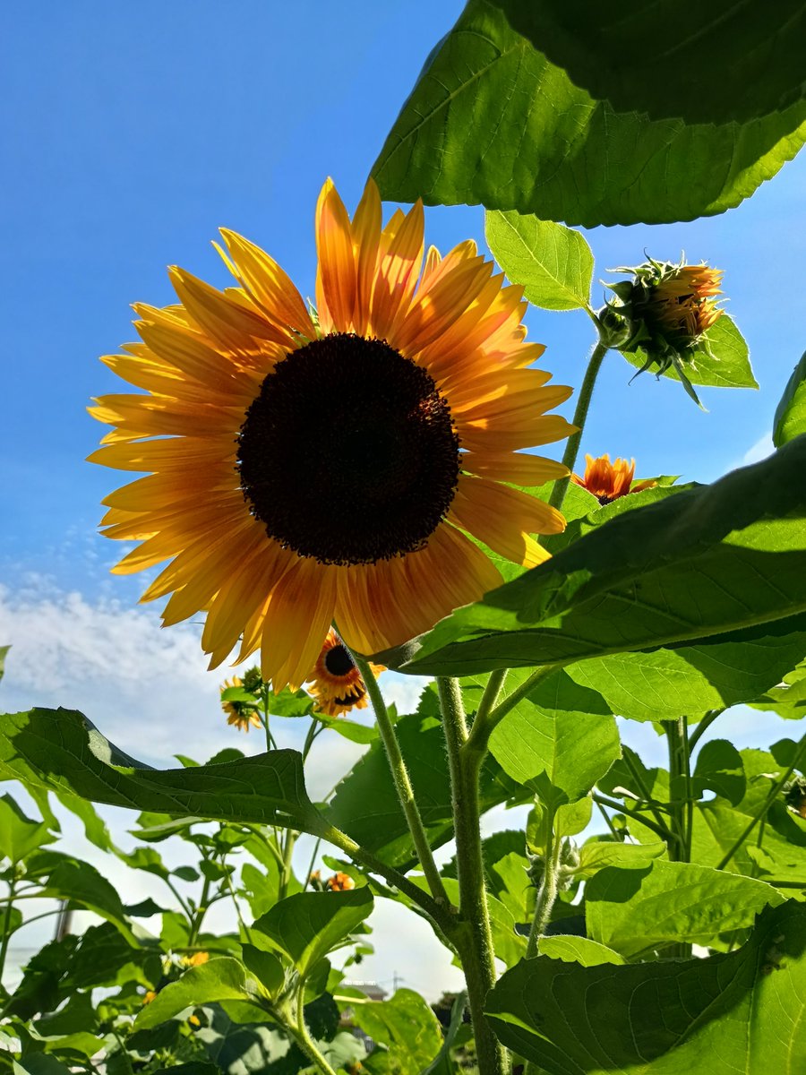 susi20203's tweet photo. @takeshima_staff 🌻ひまわりの宏さん的花言葉🌻
　　　💫永遠の憧れ💫

松原のぶえさん　ご一緒する機会も
多かったことでしょうね　ご冥福を
お祈り致します🛐

限りあるいのちを生きていることを
実感します
#告白　何度も聴いても魅惑のボイス
に惹き込まれます💓
生配信ありがとう宏さん💕
#竹島宏　#花便り https://t.co/KzWSx7dp9Q