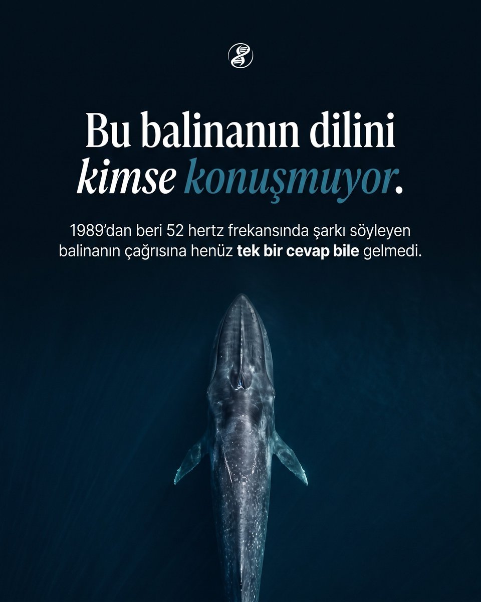 Okyanusun derin ve karanlık sularında tek başına yüzen devasa bir balina.