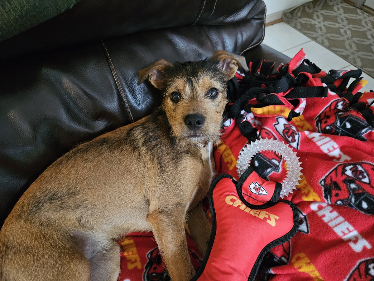 roseinkc's tweet photo. Who is ready for some football? (I don't know what that means but I hope it involves snacks.) #DailyDoseofDaisy #DogsLife https://t.co/Or2qW7etS2