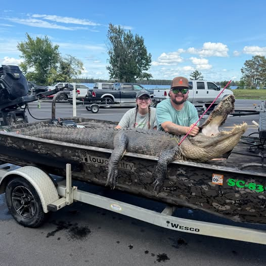 nchuntnfish's tweet photo. Kelvin and Lauren Branham got a NICE gator on South Carolina's opening day, in Stump Hole Swamp on the Santee Cooper lakes! #santeecoopercountry #santeecooperlife #Alligator #AlligatorHunting #hunting #gator #SouthCarolina https://t.co/ue38ZIUvlv