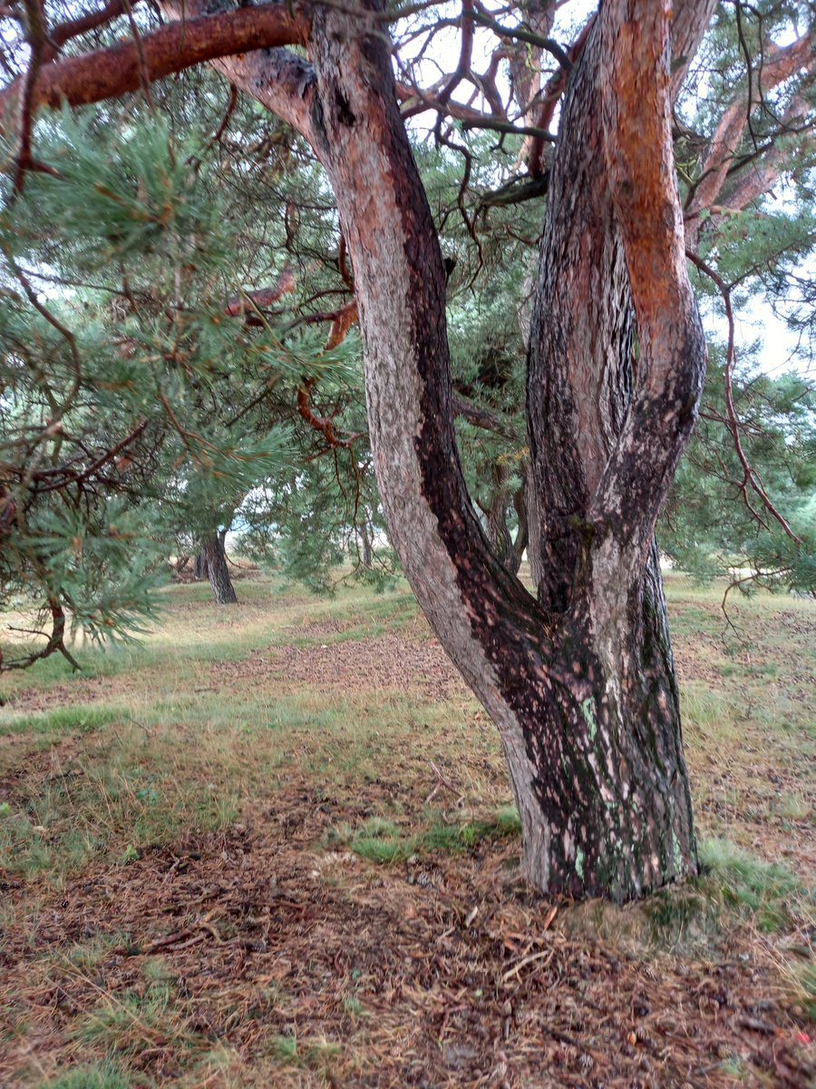 northfieldtree's tweet photo. #ThickTrunkTuesday https://t.co/M6rK6A7F95