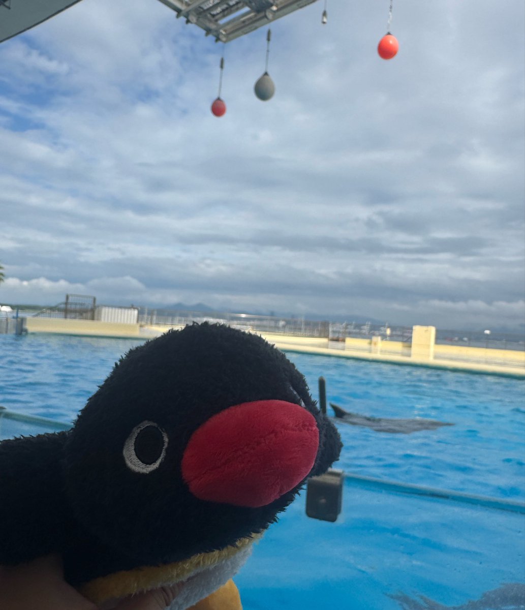 bitbeat9's tweet photo. そういえば昨日水族館いったらくじしててピングーのぬいぐるみ貰った https://t.co/Wo9UX3RwHN