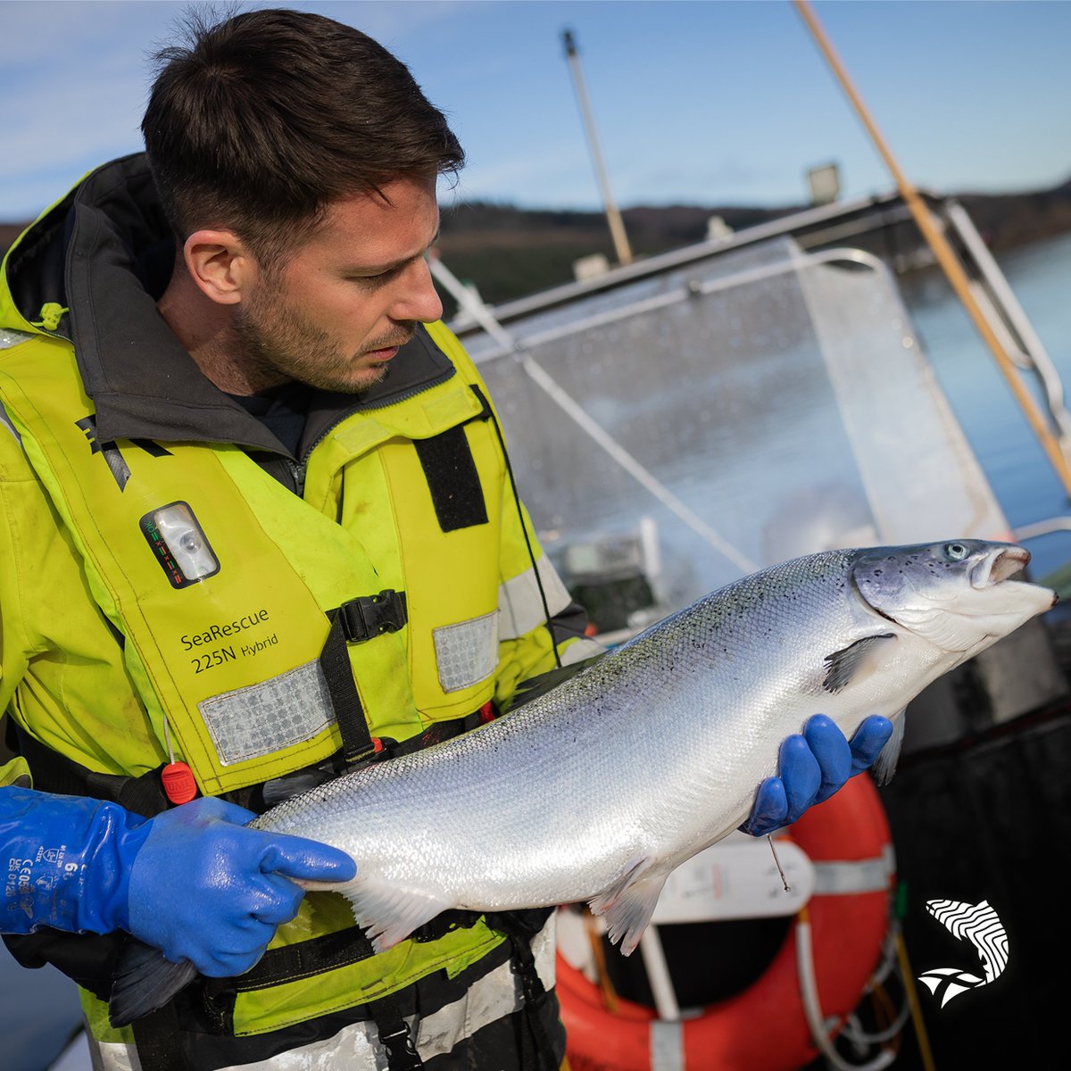 ScotlandSalmon's tweet photo. Tavish Scott, spoke to @SeafoodSource on how regulatory barriers are increasingly constraining the sector’s ability to expand #Scottishsalmon production.
Full article here: https://t.co/ztgAJ5FZaW
#Aquaculture | #MadeinScotland | #SalmonScotland | #SeafoodSource https://t.co/Vicj99TSYB