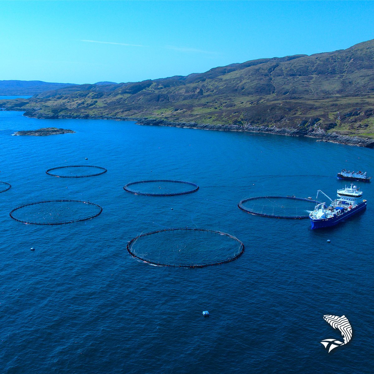 ScotlandSalmon's tweet photo. Tavish Scott, spoke to @SeafoodSource on how regulatory barriers are increasingly constraining the sector’s ability to expand #Scottishsalmon production.
Full article here: https://t.co/ztgAJ5FZaW
#Aquaculture | #MadeinScotland | #SalmonScotland | #SeafoodSource https://t.co/Vicj99TSYB