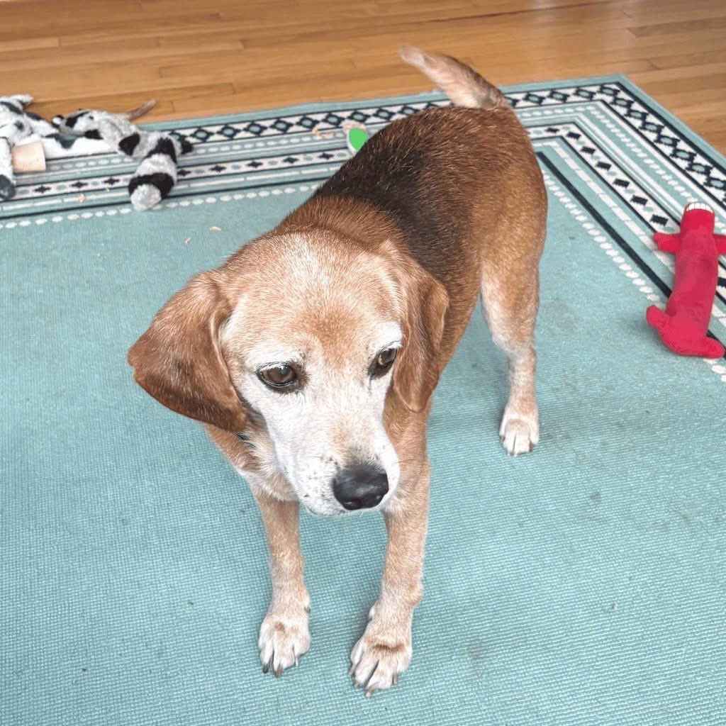 TriBeagles's tweet photo. Adoptable senior beagle of the day-Buster! https://t.co/7FM08YwUvj https://t.co/4kh7uo1UrA