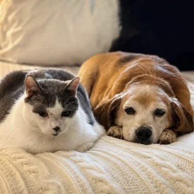 TriBeagles's tweet photo. Adoptable senior beagle of the day-Buster! https://t.co/7FM08YwUvj https://t.co/4kh7uo1UrA