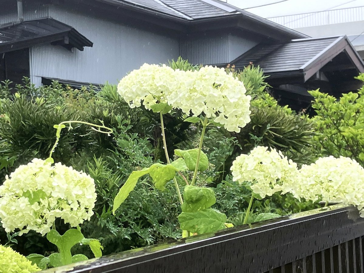 NetExam's tweet photo. こんにちは！
今日9月14日はコスモスの日だそうです🌸
そして、待ちに待った晴れ間！
ようやく今日は稲刈りが進みます🌾
最高34℃と真夏並みなので、熱中症にはご注意を！
水分をとって急に戻ってきた残暑を乗り切りましょう☀️
本日も皆さま素敵な1日を！ https://t.co/Kt3ahRGBJg