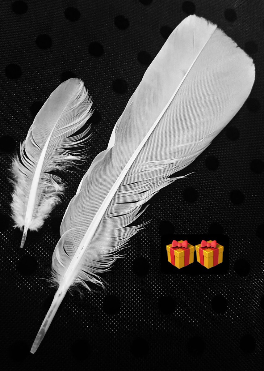 charanra's tweet photo. 白鳩の羽です。
最近、空から届いた羽も不思議ですょ。
(0810)🎩🪽🩷 https://t.co/j6I4iP5KPZ