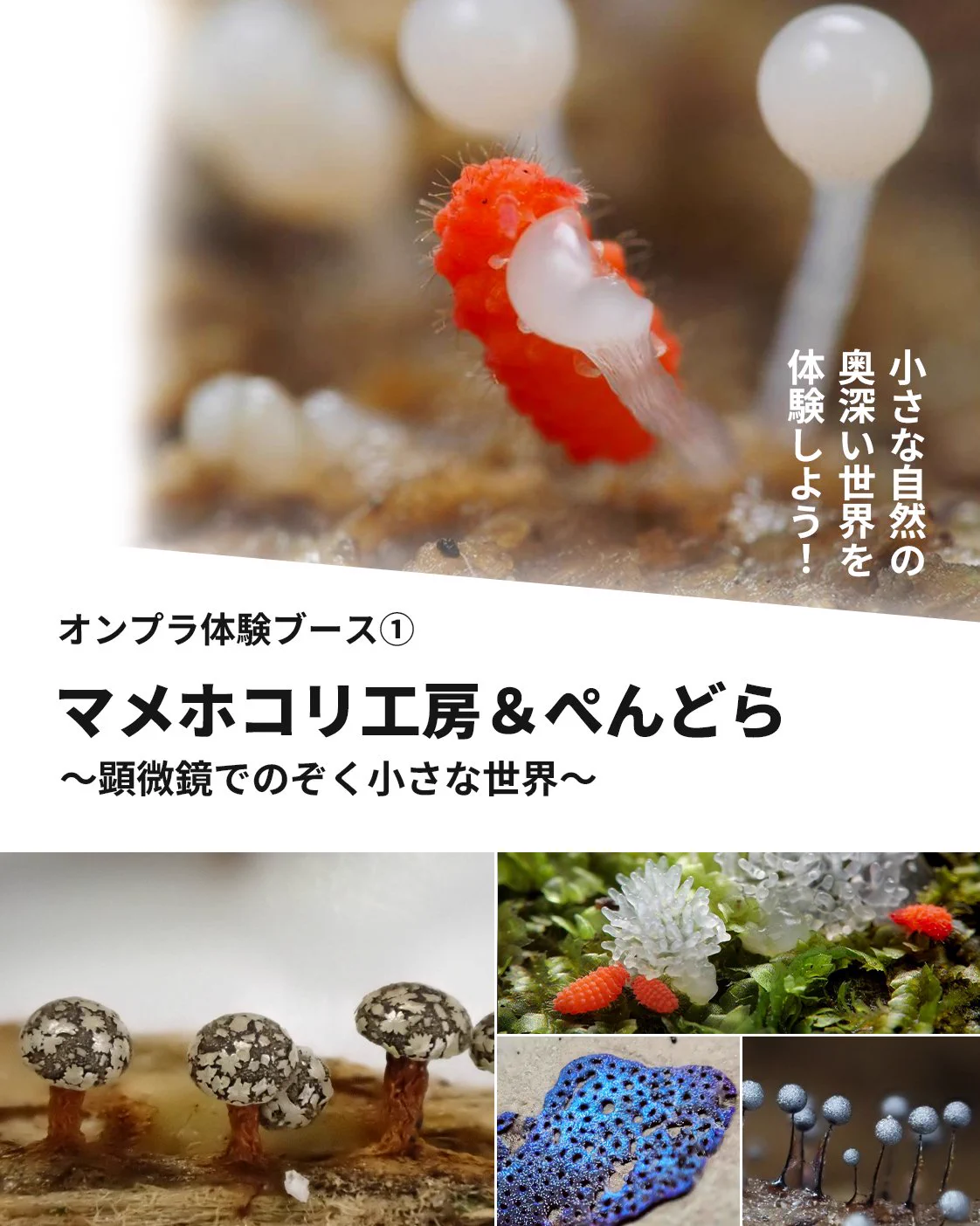 ヒンメリ フラーレン＋3D生命の樹 変形菌 マメホコリ工房 片岡祥三 on X: 