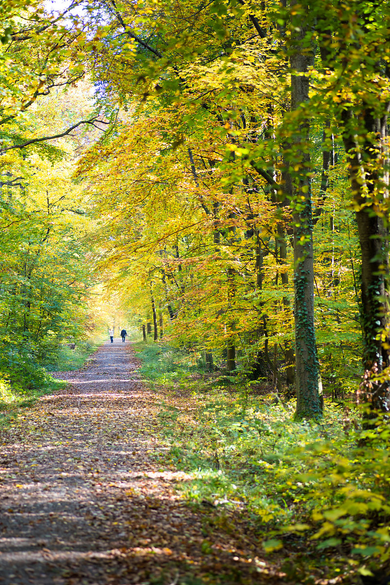 MichaelaOm4lb's tweet photo. Autumn breeze and golden leaves  The perfect way to end a week! https://t.co/WVG2E0hKkL