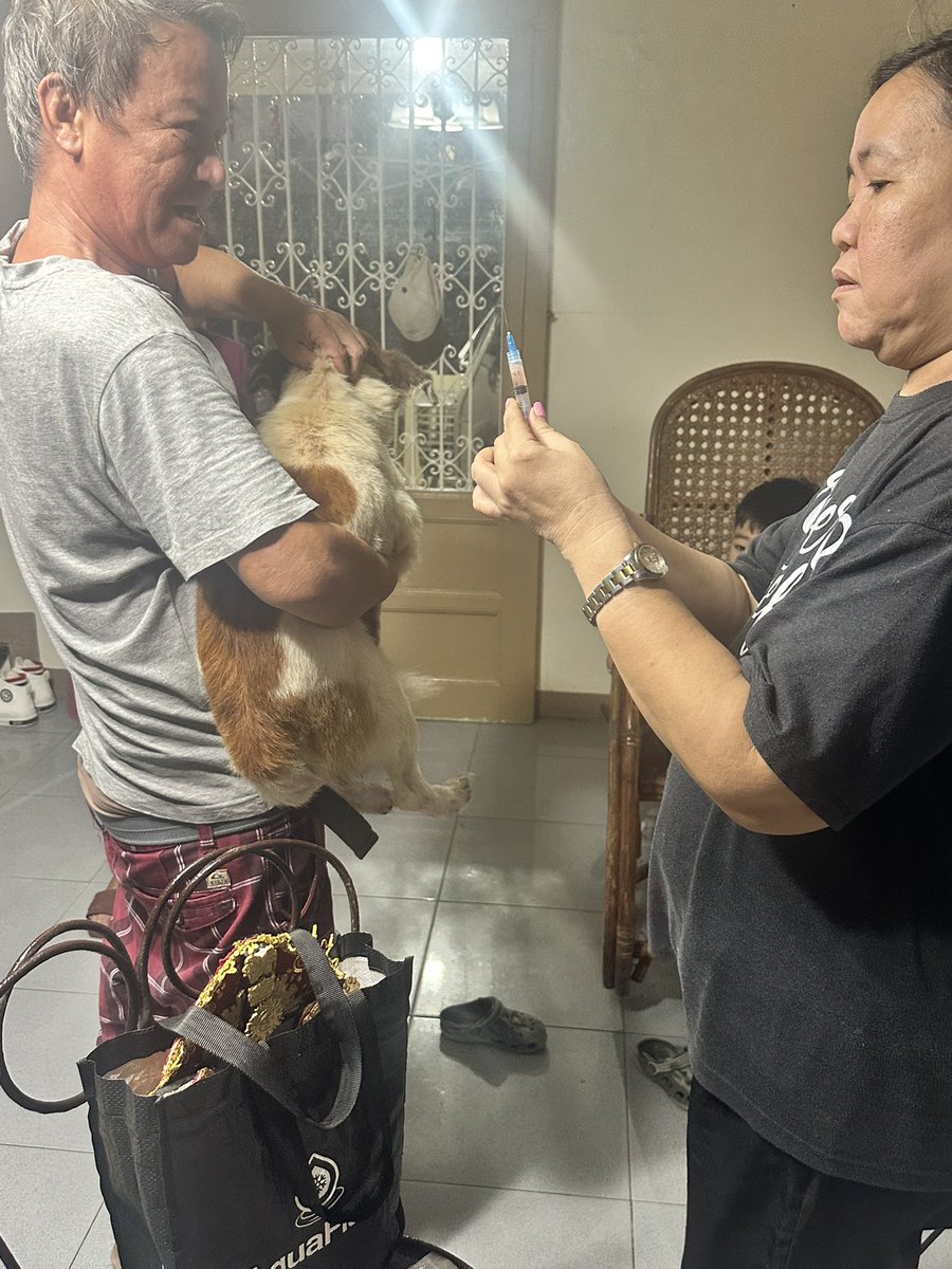 JACKandDStrays's tweet photo. ROUNDTRIP SHOTS OF 6in1 ..

I've been busy in real life because Ihave new 4 dogs rescued from their own family betrayal in short . Time to give another chance again for four legged

$JACKSAM 

support us for what we doing :

https://t.co/2XUWg9SJVZ https://t.co/TPJA5b4aMu