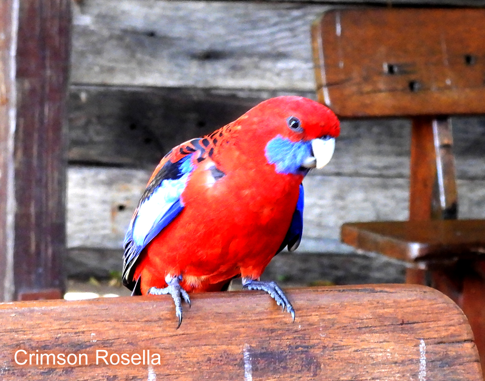 KumaPz's tweet photo. 今日は、Lamington National Parkに行ってきた。鳥の写真を撮りに来る人も多いみたいで、高そうなカメラを持ってる人をよく見かけた。鳥好きさんにはおすすめ。https://t.co/Ne0szUHuIt https://t.co/fhj8LUnKwb