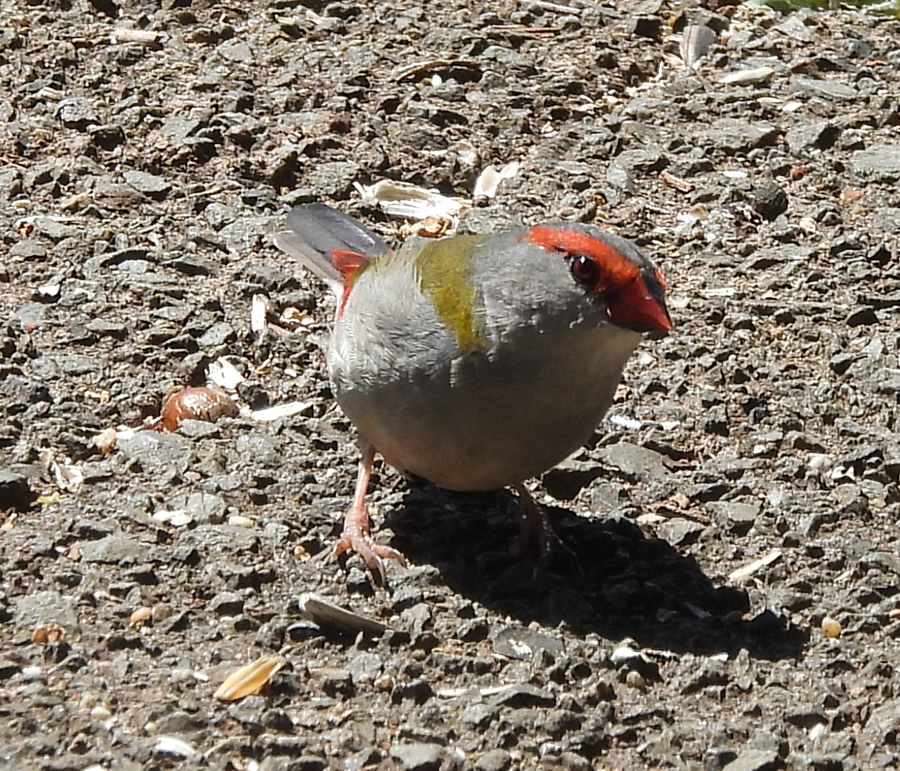 KumaPz's tweet photo. 今日は、Lamington National Parkに行ってきた。鳥の写真を撮りに来る人も多いみたいで、高そうなカメラを持ってる人をよく見かけた。鳥好きさんにはおすすめ。https://t.co/Ne0szUHuIt https://t.co/fhj8LUnKwb