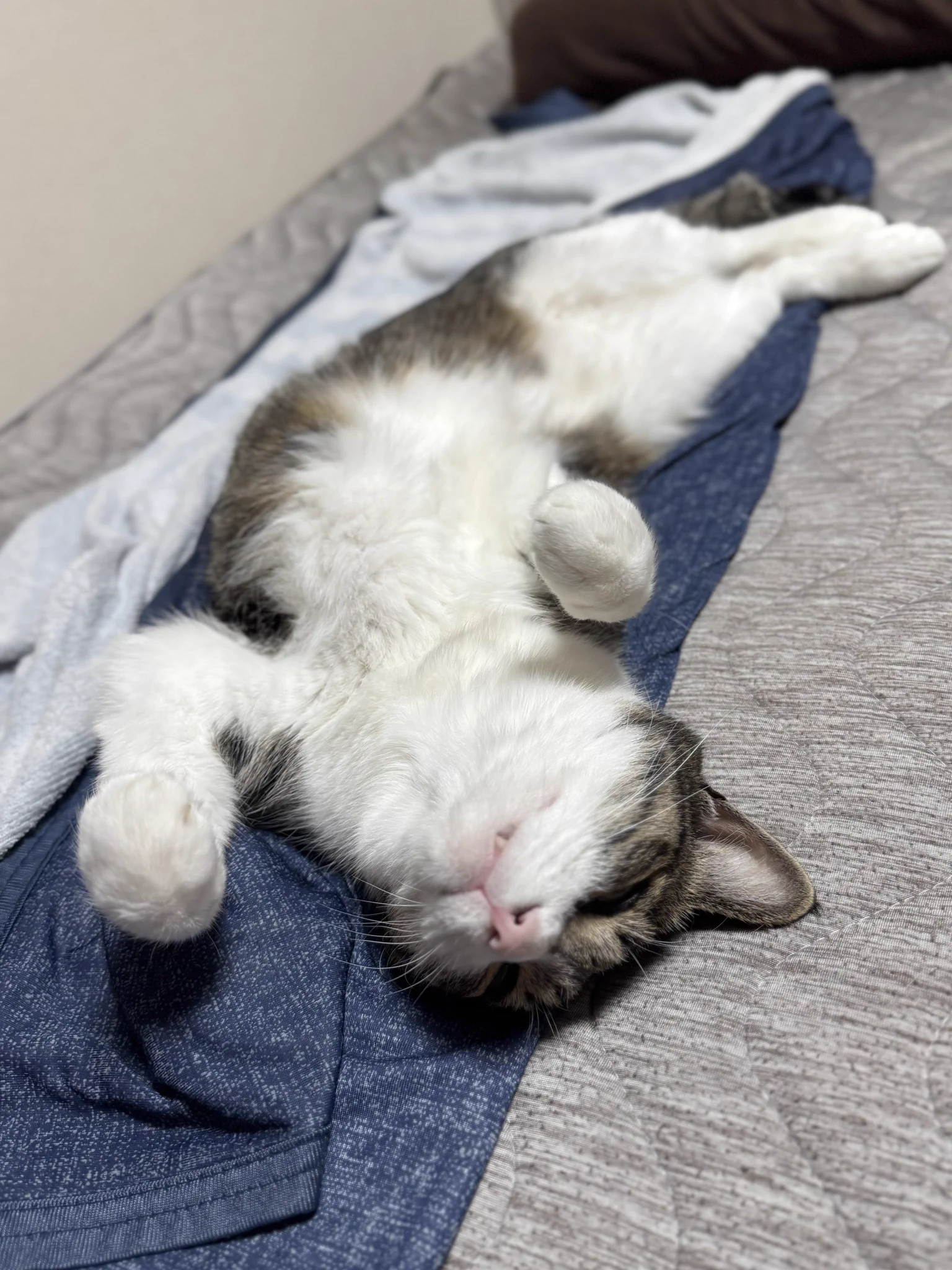 ぎんのねこ on X: 