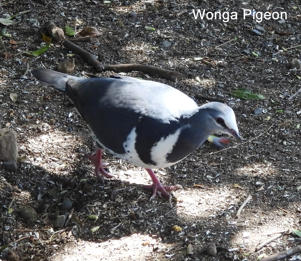 KumaPz's tweet photo. 今日は、Lamington National Parkに行ってきた。鳥の写真を撮りに来る人も多いみたいで、高そうなカメラを持ってる人をよく見かけた。鳥好きさんにはおすすめ。https://t.co/Ne0szUHuIt https://t.co/fhj8LUnKwb