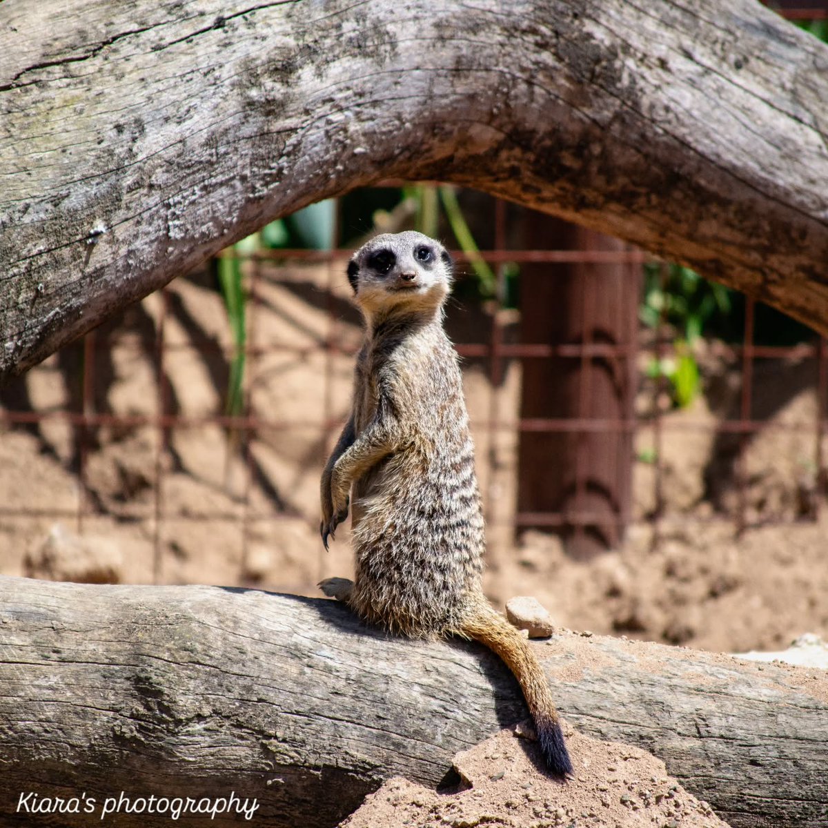 HangViers's tweet photo. Cutest meerkats at Butterfly Creek. https://t.co/YeSHMt20cc