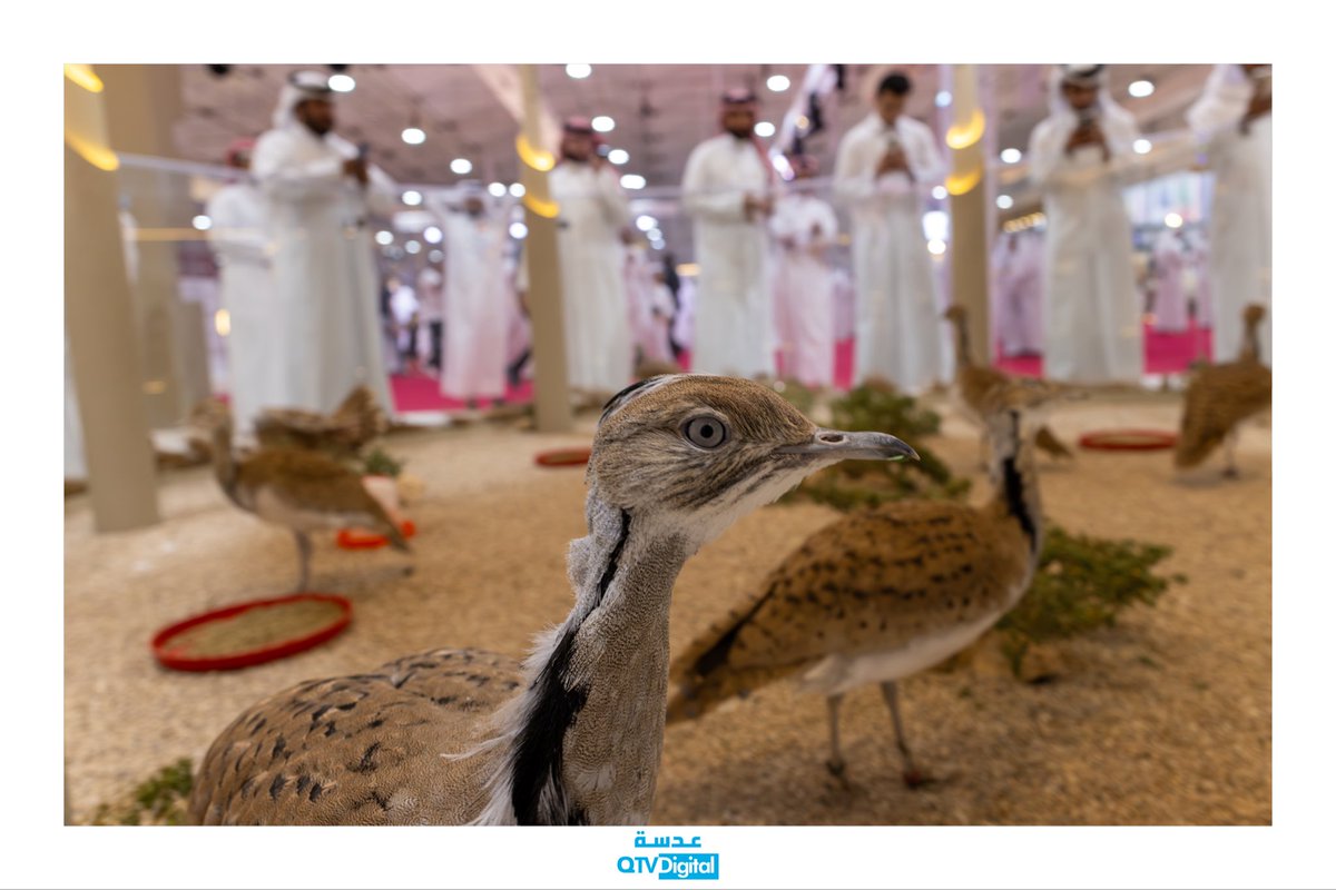 qtv_digital's tweet photo. مشاركاتٌ تعكس الاهتمام والعناية التي توليها مختلف الجهات لإرث الصيد والصقور، 
وتؤكد حرصها على صون هذا الموروث الأصيل وتعزيز حضوره.

#معرض_سهيل 2026 https://t.co/okqT20dJnw