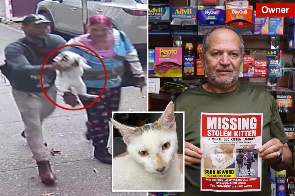 nypost's tweet photo. Beloved NYC bodega cat stolen from store as kitty's fans have their claws out for the petnappers https://t.co/CYjo65itzw https://t.co/PZVmaTged5