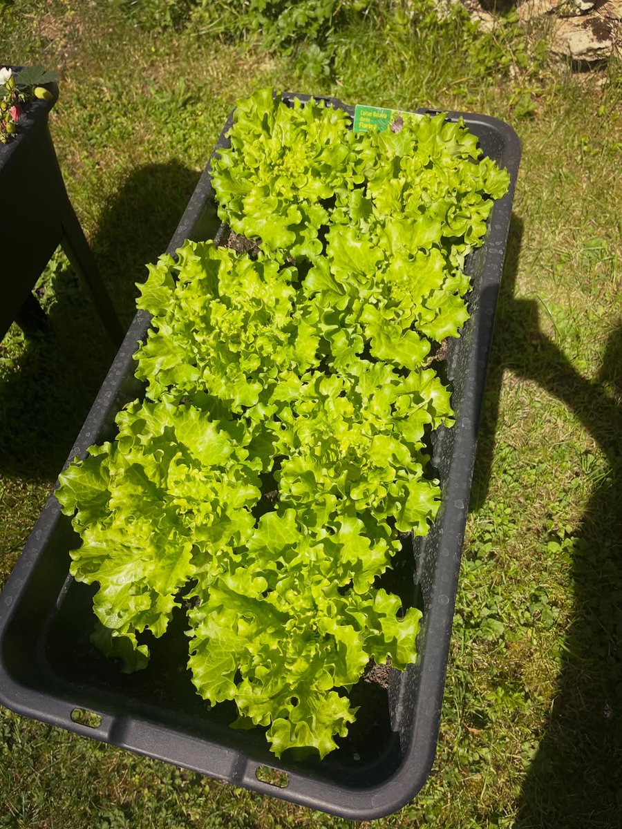 PatsyStuczmpd's tweet photo. Avril en images : lecture, thé, jardinage, fleurs, brunchs, retrouvailles après deux mois de campagne, un anniversaire, 22 ans d’amitié et le concert tant attendu. https://t.co/JKDVZyN56h