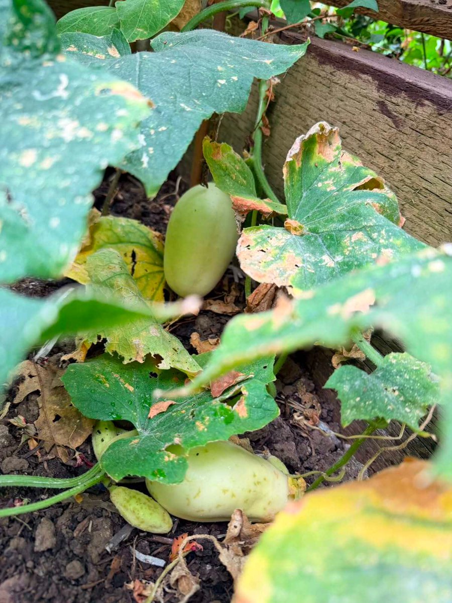 LutonTotal's tweet photo. Our Gardening Club is blooming! From planting and growing to harvesting fresh produce, every session is an opportunity to learn something new and enjoy the benefits of being outdoors. 16 &amp; 30th September 2026 | 10:00am – 12:00pm Lea Vale Medical Practical,Luton, LU1 1HH https://t.co/3yeHghQhj3