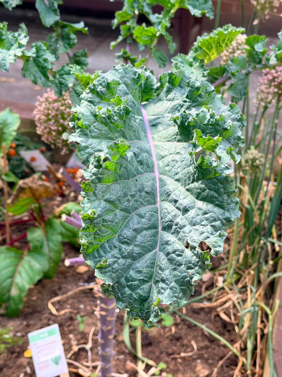 LutonTotal's tweet photo. Our Gardening Club is blooming! From planting and growing to harvesting fresh produce, every session is an opportunity to learn something new and enjoy the benefits of being outdoors. 16 &amp; 30th September 2026 | 10:00am – 12:00pm Lea Vale Medical Practical,Luton, LU1 1HH https://t.co/3yeHghQhj3
