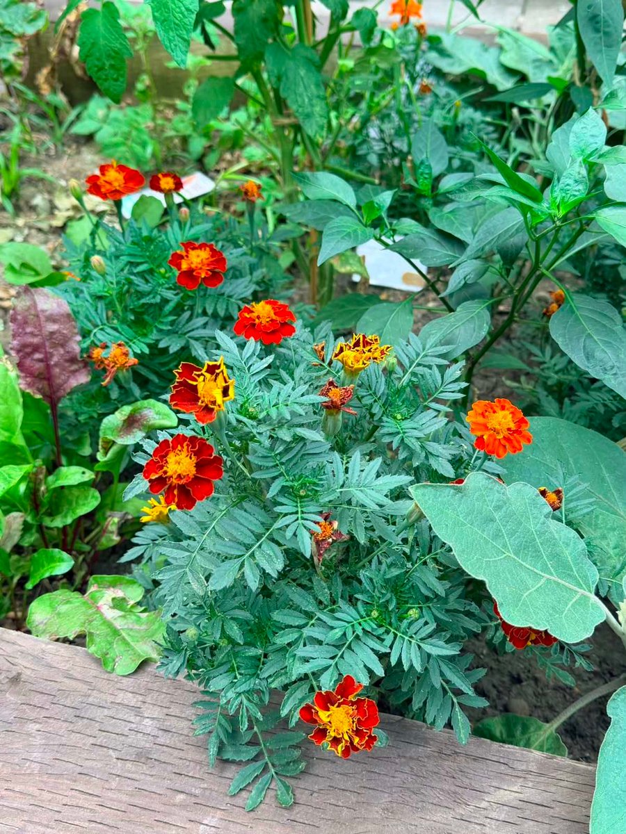 LutonTotal's tweet photo. Our Gardening Club is blooming! From planting and growing to harvesting fresh produce, every session is an opportunity to learn something new and enjoy the benefits of being outdoors. 16 &amp; 30th September 2026 | 10:00am – 12:00pm Lea Vale Medical Practical,Luton, LU1 1HH https://t.co/3yeHghQhj3