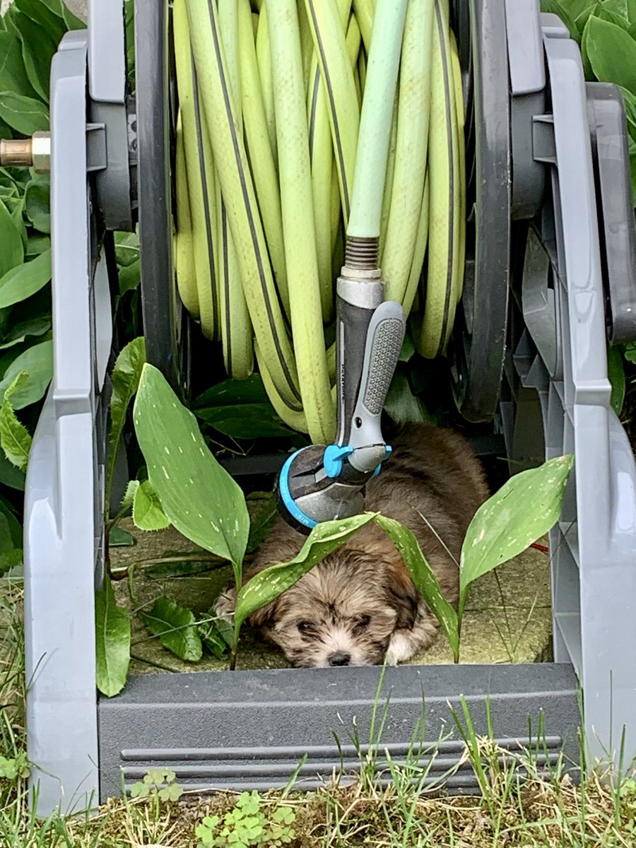 tulipeAbba's tweet photo. @DailyPicTheme2 My little gardener https://t.co/dx8ZB8jzQD