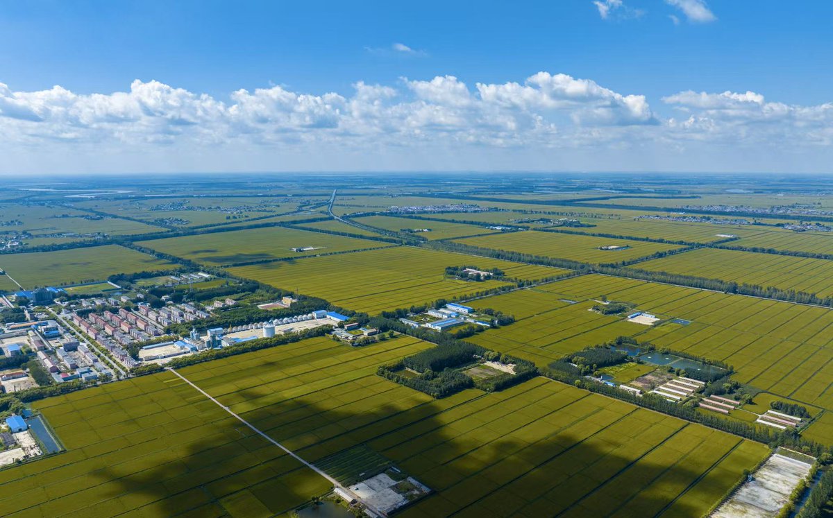 Helloyingkou's tweet photo. Immerse yourself in Yingkou’s golden autumn rice ocean! 🌾☀️✨

As summer fades, endless paddies turn into a glistening gold canvas. Feel the crisp sea breeze and breathe in the rich fragrance of a bountiful harvest! 🌾🚜💛

#GoldenAutumn #HarvestSeason #ChinaTravel https://t.co/ais9DRNxBx