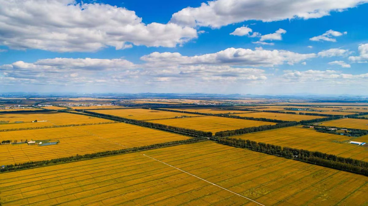 Helloyingkou's tweet photo. Immerse yourself in Yingkou’s golden autumn rice ocean! 🌾☀️✨

As summer fades, endless paddies turn into a glistening gold canvas. Feel the crisp sea breeze and breathe in the rich fragrance of a bountiful harvest! 🌾🚜💛

#GoldenAutumn #HarvestSeason #ChinaTravel https://t.co/ais9DRNxBx