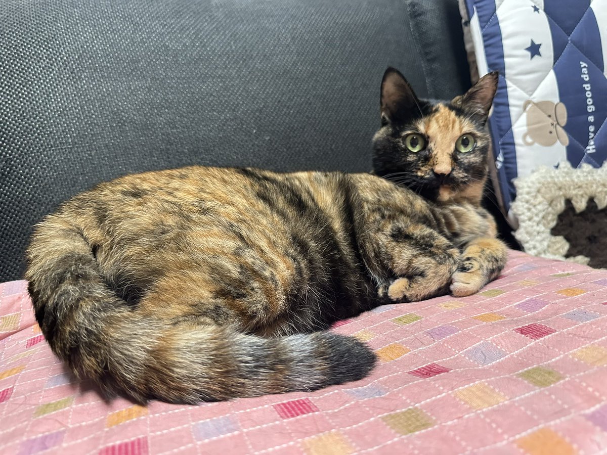 Nyanglia's tweet photo. 世界一かわいいさびねこ https://t.co/XL6dF3z6ob