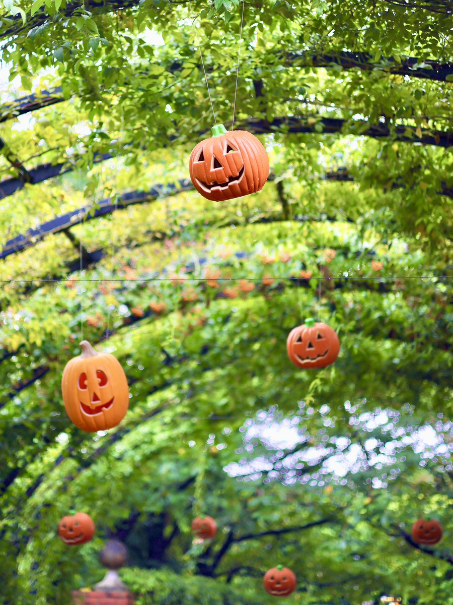 yokohama_eg's tweet photo. 彩り豊かな緑に映えるオレンジ色のハロウィンのディスプレイを背景に、今年の記念の一枚をぜひ撮って　#横浜イングリッシュガーデン　を添えてSNSにご投稿ください。

皆さまのお越しをお待ちしております♪ https://t.co/8fna8R0hfP