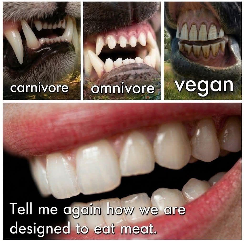BFreaknAmazing's tweet photo. What if this whole time, aside from conversation, you could visually tell the difference between humans and animals. 98% of Mankind today believe they are human species and most can't visually distinguish the difference between human and animals, all distinguished from a smile. https://t.co/YcFM6WrJE4