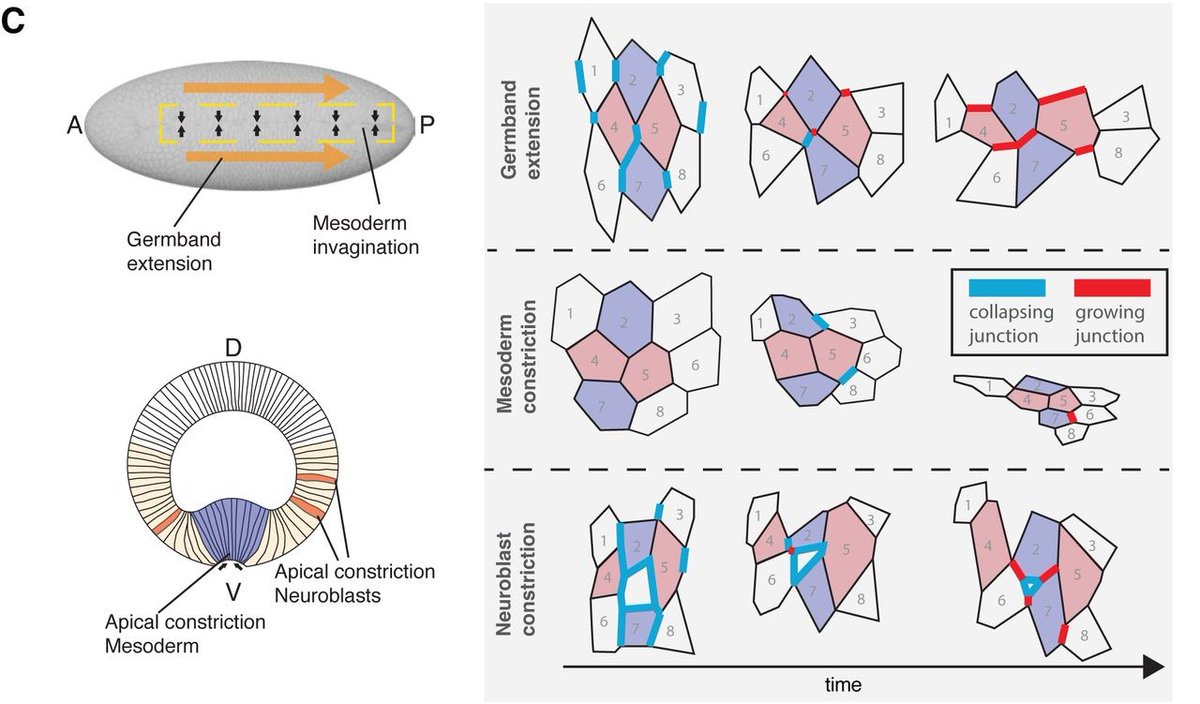 preLights's tweet photo. Hand in hand - E-cadherin with E-cadherin 🤝
Supported by @girish_kale_phd, Chiara Hüttner highlights work showing that the number of E-cadherin connections influences morphogenetic tissue movements. #preprint by Lerchbaumer et al. @UlliTepass
#preLight: https://t.co/S18KAcxPiA https://t.co/YZWFXHeNCI