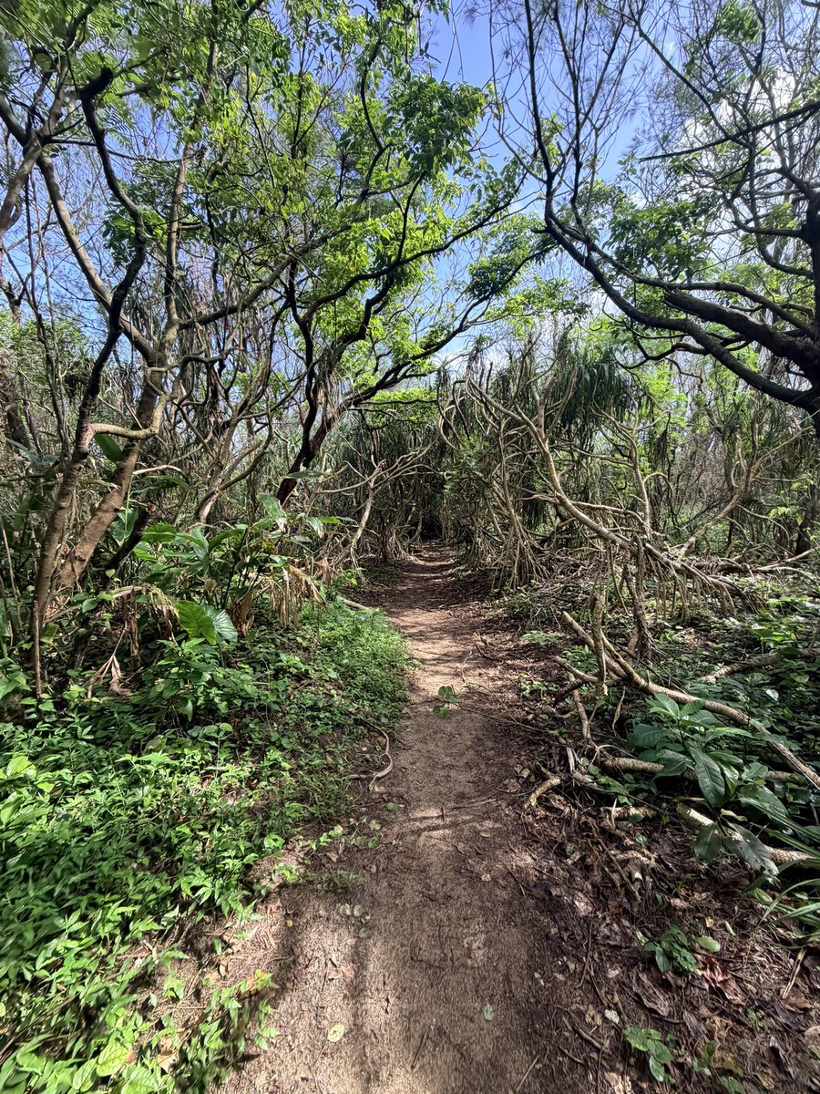 kubikirw's tweet photo. 奄美大島は最高すぎんか？
意外とスーパー0時までやってたり、コンビニ24時間だったりしてる。
あかりん豚美味いし南国の魚最高です https://t.co/L4FZmJ7FcV
