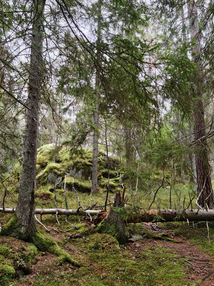 Sherringford56's tweet photo. Sunday morning #walk in the #Grimsta #natural #preserve and the #Judar #woods #nature #water #BeautifulStockholm https://t.co/1Ljg1ASraT