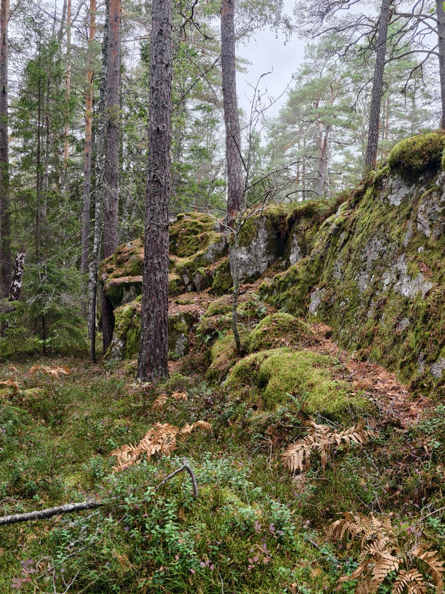 Sherringford56's tweet photo. Sunday morning #walk in the #Grimsta #natural #preserve and the #Judar #woods #nature #water #BeautifulStockholm https://t.co/1Ljg1ASraT