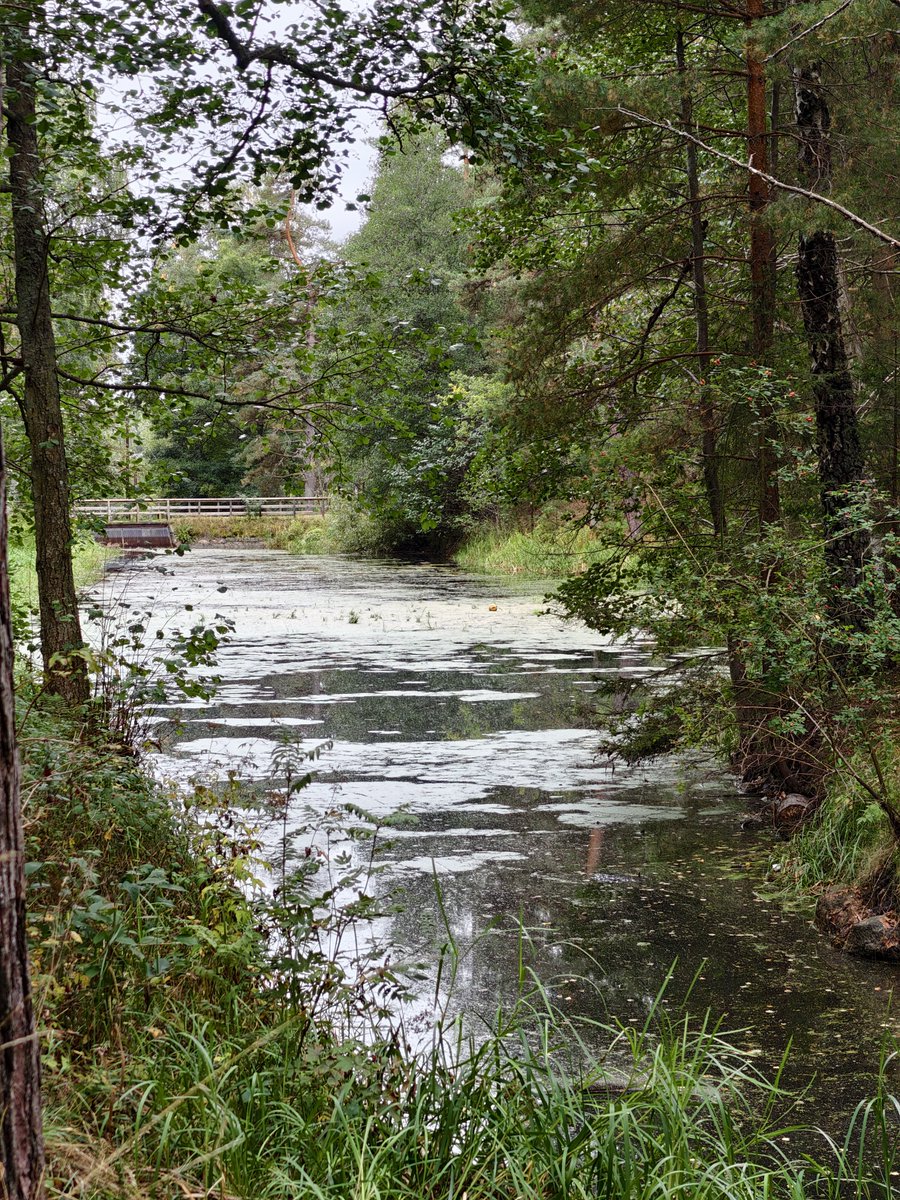 Sherringford56's tweet photo. Sunday morning #walk in the #Grimsta #natural #preserve and the #Judar #woods #nature #water #BeautifulStockholm https://t.co/1Ljg1ASraT