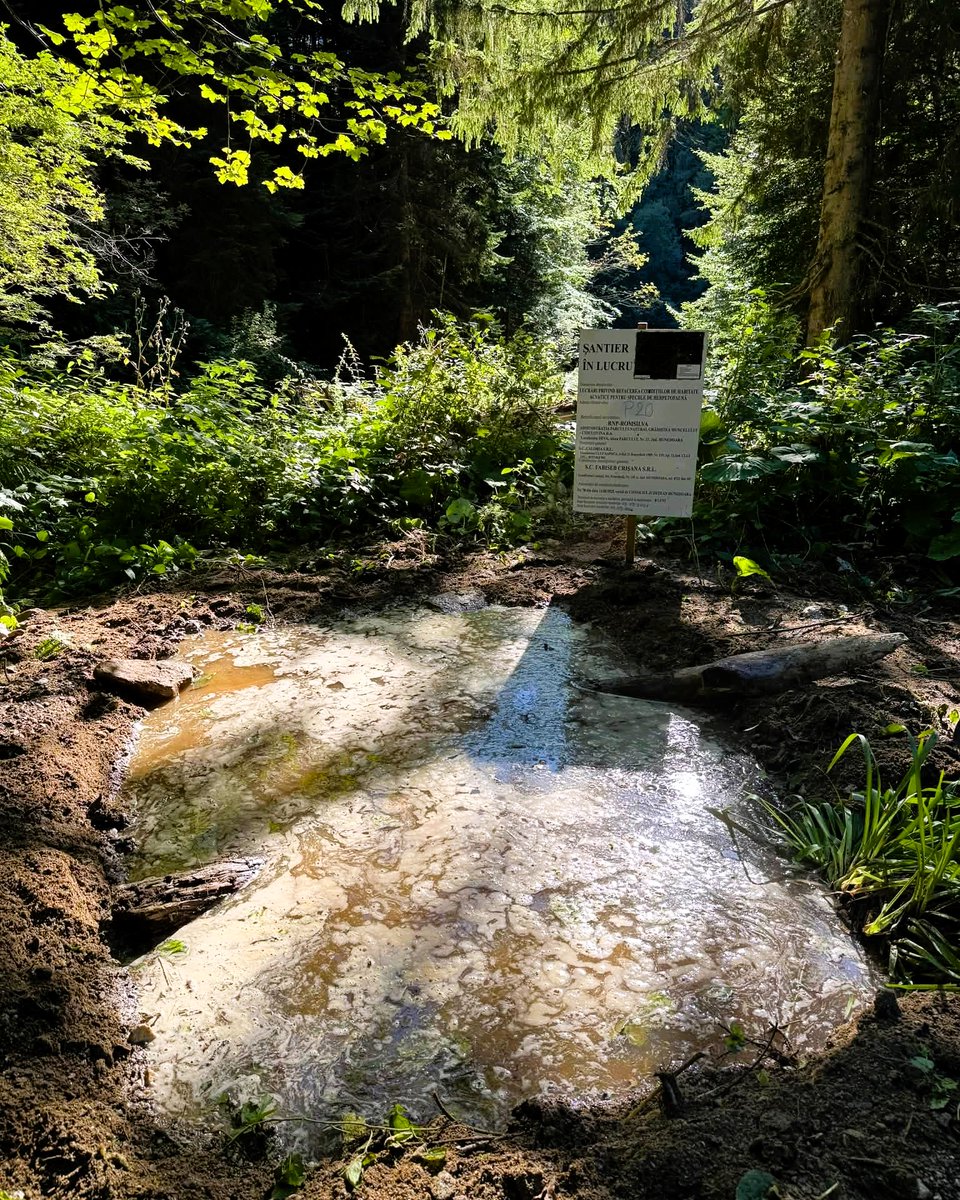 RNP_Romsilva's tweet photo. 🌿 Ziua bună se cunoaște de dimineață.
În Parcul Natural Grădiștea Muncelului-Cioclovina, colegii noștri desfășoară lucrări pentru protejarea habitatelor, refacerea micilor acumulări de apă și întreținerea pajiștilor.
#Romania #Ranger #protectedareas https://t.co/OKe0KzjysO