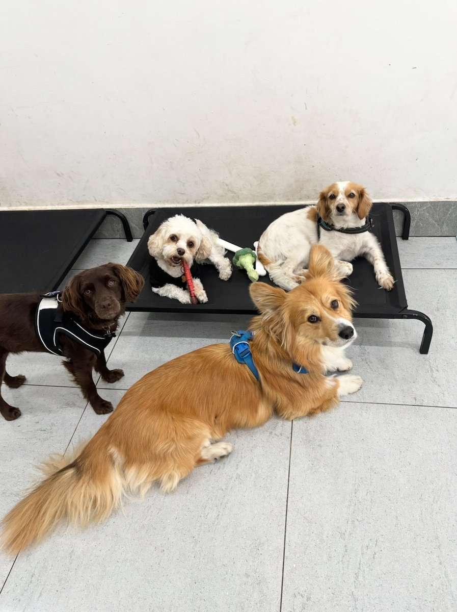gandsdogcare's tweet photo. Looks like we walked in on Ori, Sophie, Finn, and Nugget having a meeting π #islington #london #northlondon #barnsbury #canonbury #angel #kingscross #holloway #highbury #dogdaycare #doggiedaycare #doggydaycare #corgi #pembrokewelshcorgi #cavachon #cockapoo https://t.co/HDMzDmIrwB