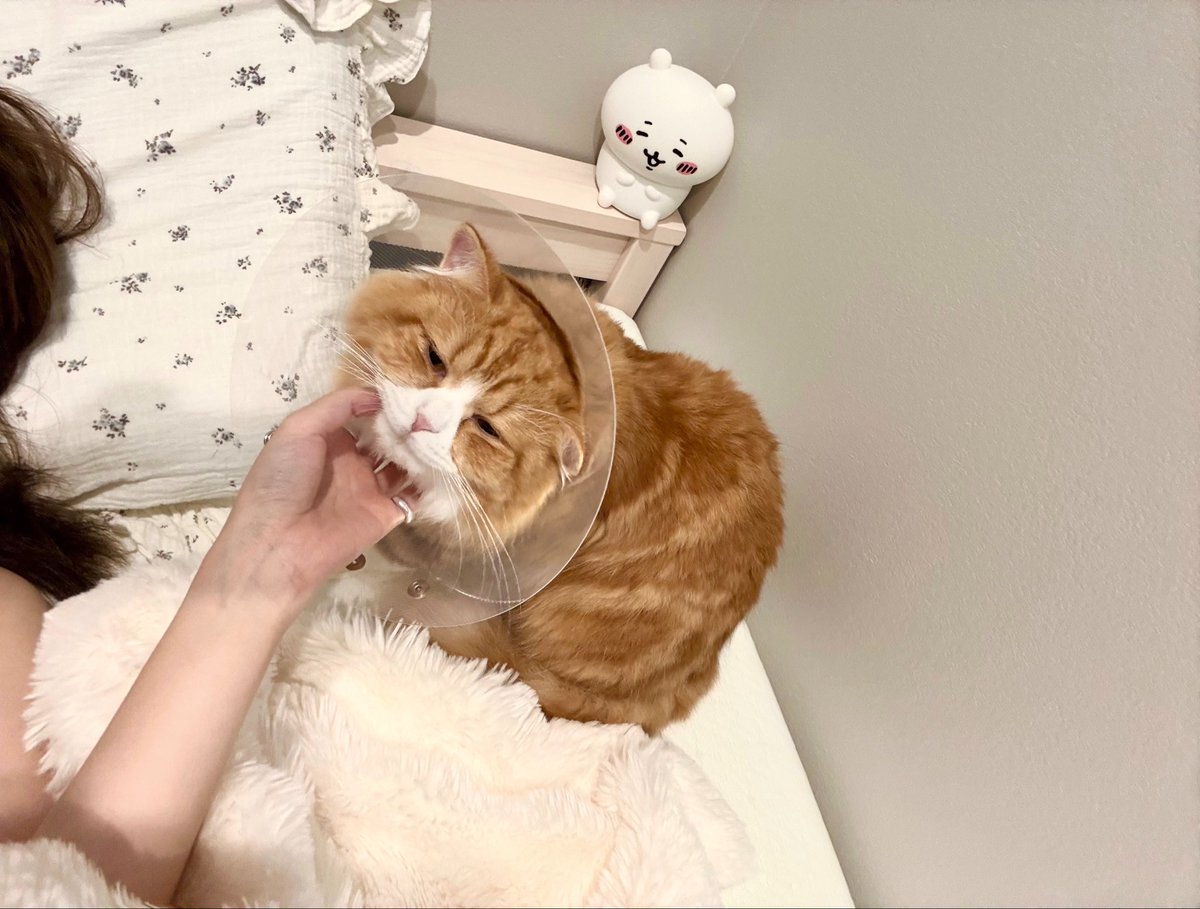 naru_sleep2's tweet photo. 手術がんばった ね😾 https://t.co/KGrMCiNG1I