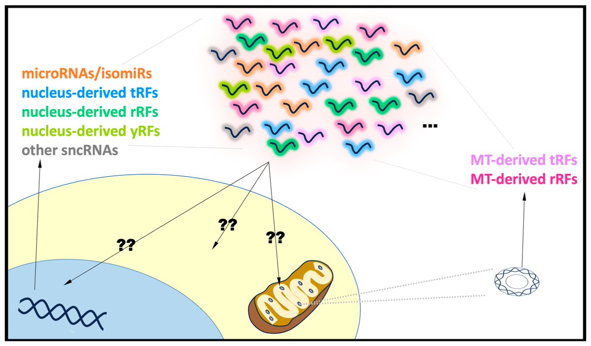 Non_Coding_RNA's tweet photo. 🔥 Highly Accessed Protocol

Discover Fraction-seq, a workflow for determining the localization and abundance of small non-coding RNAs across subcellular compartments. 🧬

📖 https://t.co/cWkInE8ay9

#NonCodingRNA #sncRNA #RNAResearch https://t.co/2XLtSzShKb