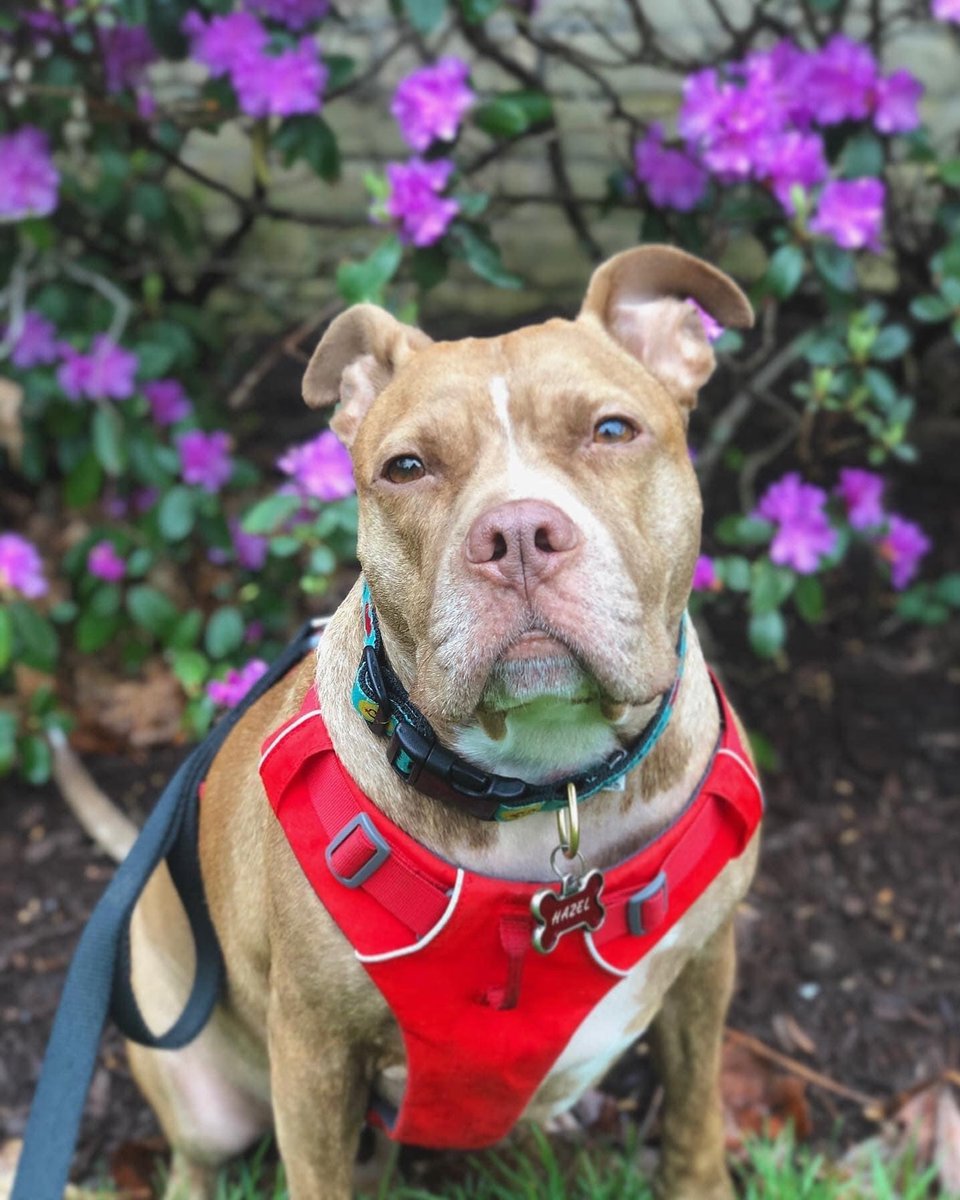 gilvolante's tweet photo. Yesterday, we said goodbye to Hazel, my best friend and first puppy love. She fought canine lymphoma for over a year because Steven never stopped caring for her. Her final sight was him, her paw resting in his lap. Thank you for loving us https://t.co/Y91LRYmL1J