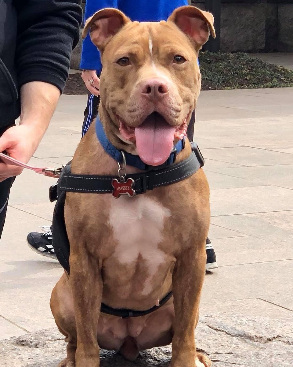 gilvolante's tweet photo. Yesterday, we said goodbye to Hazel, my best friend and first puppy love. She fought canine lymphoma for over a year because Steven never stopped caring for her. Her final sight was him, her paw resting in his lap. Thank you for loving us https://t.co/Y91LRYmL1J