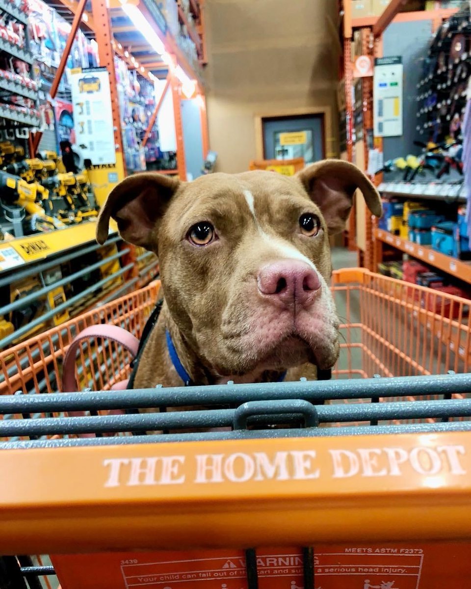 gilvolante's tweet photo. Yesterday, we said goodbye to Hazel, my best friend and first puppy love. She fought canine lymphoma for over a year because Steven never stopped caring for her. Her final sight was him, her paw resting in his lap. Thank you for loving us https://t.co/Y91LRYmL1J